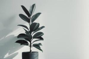 Rubber tree in a beautiful pot photo