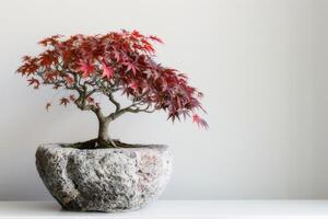 un japonés arce árbol plantado en un elegante Roca maceta foto