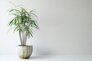 un soltero bambú planta pulcramente plantado en un sencillo envase. foto