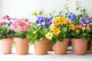 grupo de vistoso floración plantas en terracota ollas foto