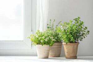 Green plants blooming in pots white background photo