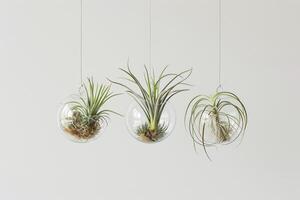 Three aerial plants hang in the terrarium. photo