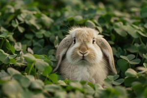 A cute Holland Lop bunny with fluffy cheeks photo