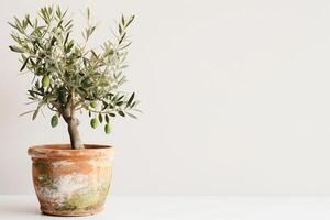 small potted olive tree photo