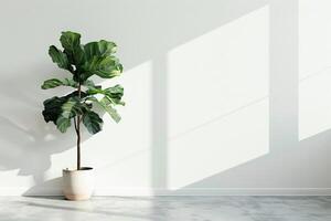 Fiddle leaf fig tree in a pot photo