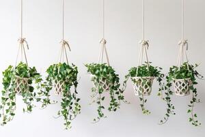 Plant pots hanging in rows photo