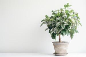 small potted banyan tree Housed in a vintage-inspired container. photo