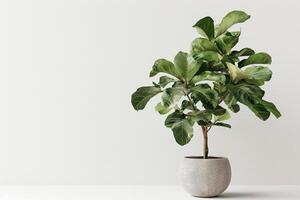 A potted fig tree displayed in a chic geometric pot. photo