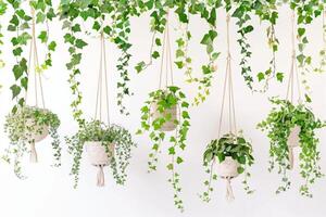 Plant pots hanging in rows photo