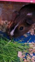 Close up of guinea pig sitting in hay and eating bread. video