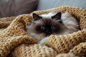 un contento himalaya gato anidado en un acogedor cama, sus mullido piel contrastando hermosamente con el suave mantas foto