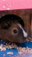 Close up of guinea pig sitting in hay and eating bread. video