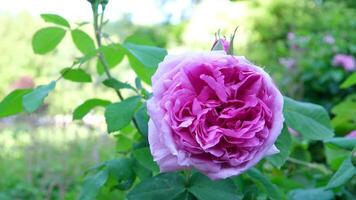 rosa giardino il famoso giardini di macellaio su Vittoria isola. Canada. il butchart giardini video