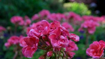 rosa jardim a famoso jardins do açougueiro em victoria ilha. Canadá. a butchart jardins video