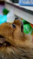 A close-up of the Pomeranian Spitz. He looks at the camera with his tongue out video