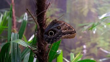 un hibou papillon est pendaison sur le arbre. victoria papillon jardins papillon caligo video
