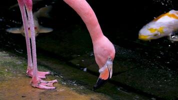 Amerikaans roze flamingo phoenicopterus ruber macro hoofd bijhouden video