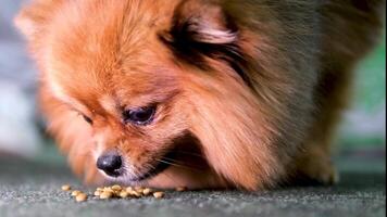 un de cerca de el pomeranio perro de Pomerania. él mira a el cámara con su lengua fuera video