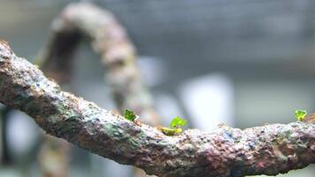 Wildlife of Red ants walking on tree trunk with blur green nature background. Ants crawling on tree bark. Close up footage of insect. Thailand, Phuket island. video