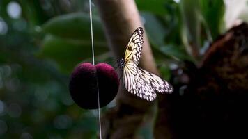 victoria borboleta jardins borboleta a partir de a família nymphalidae e a subfamília danainae video