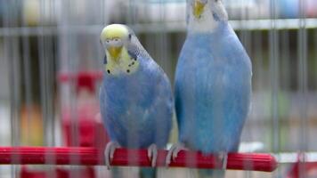 liefde vogelstand meisje leunend tegen jongen hij vliegt weg blauw papegaai in een kooi de huisdier op te slaan heeft een uitverkoop van voedsel en kleding voor uw huisdieren voor honden papegaaien en konijnen hamsters Guinea varkens producten uitverkoop video