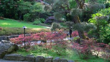 japonês jardim a famoso jardins do açougueiro em victoria ilha. Canadá. a butchart jardins video