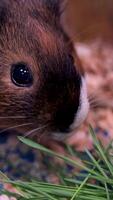 Close up of guinea pig sitting in hay and eating bread. video