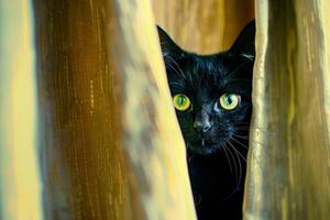 un dañoso negro gato mirando fuera desde detrás un cortina, sus brillante verde ojos brillante con curiosidad foto