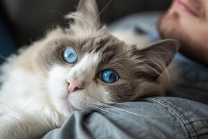 un sereno muñeca de trapo gato descansando en sus del propietario brazos, sus azul ojos mirando cariñosamente a sus humano compañero foto
