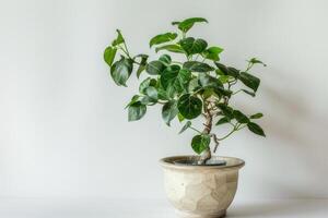 small potted banyan tree Housed in a vintage-inspired container. photo