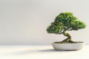 A bonsai tree planted in a neat, minimalist pot. photo