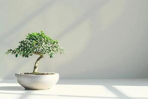 un solitario bonsai árbol esmeradamente plantado en un cerámico maceta. foto