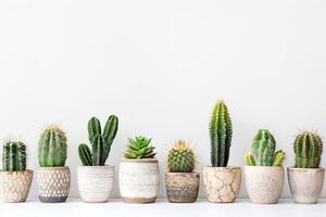 Row of ornamental cacti photo