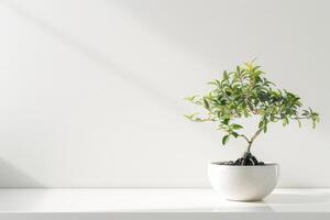 pequeño ficus árbol elegante ollas en un puro blanco antecedentes foto