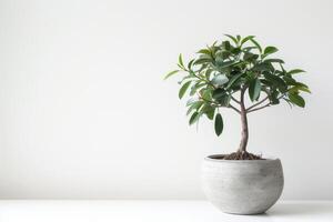 pequeño ficus árbol elegante ollas en un puro blanco antecedentes foto