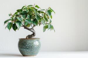 small potted banyan tree Housed in a vintage-inspired container. photo