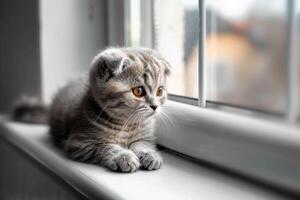 A fluffy Scottish Fold kitten perched on a windowsill, its ears folded neatly against its head as it gazes out at the world photo