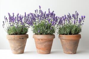 Fragrant lavender tree photo