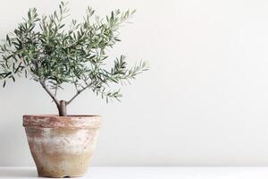 small potted olive tree photo