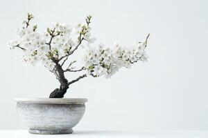 un Cereza árbol en lleno floración plantado en un elegante porcelana maceta. foto