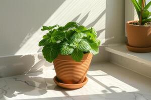 Fittonia in a brown terracotta pot with sunlight against a white background. photo