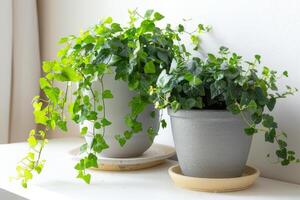 Green plants blooming in pots white background photo