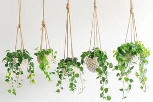 Plant pots hanging in rows photo