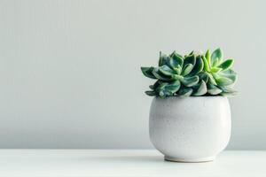 A miniature jade plant elegantly positioned in a ceramic pot on a white background. photo