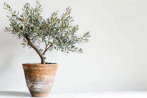 Potted olive tree in a rustic terracotta pot photo
