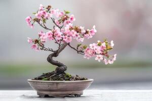 Mini cherry tree in a decorative pot It has delicate pink flowers. photo