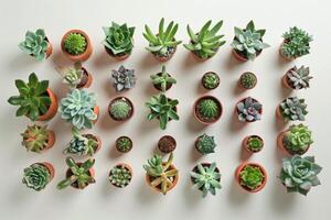 Miniature potted succulent photo