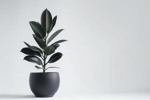 Rubber tree in a beautiful pot photo