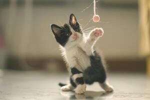 A playful tuxedo kitten batting at a dangling toy, its tail flicking back and forth with excitement photo