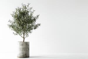 Tall, slender olive trees planted in stylish concrete pots. photo